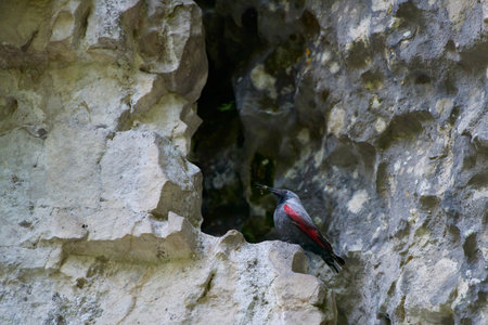 Wallcreeper (Tichodroma muraria) rest on cliff in natural habitat.の写真素材
