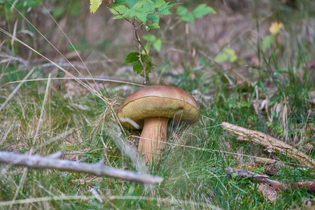 Boletus Mushroom growing on lush green moss in a forest, low angle view (Boletus edulis)の写真素材