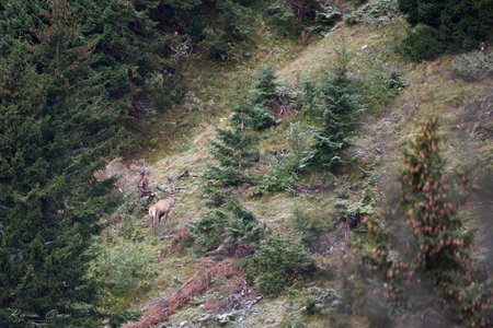 Red deer stag in autumn seasonの写真素材