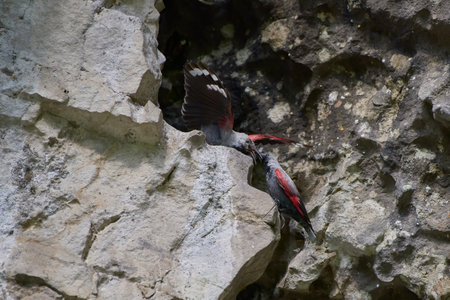 Wallcreeper (Tichodroma muraria) rest on cliff in natural habitat. Male feeding female at the nest.の写真素材