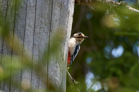 Great spotted woodpecker, Dendrocopos major, single bird on branch, Warwickshireの写真素材