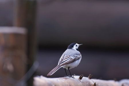 White Wagtail (Motacilla alba) in the nature.の写真素材
