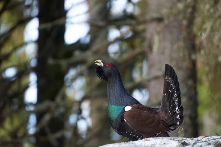 Black grouse (Tetrao tetrix) on a branchの写真素材