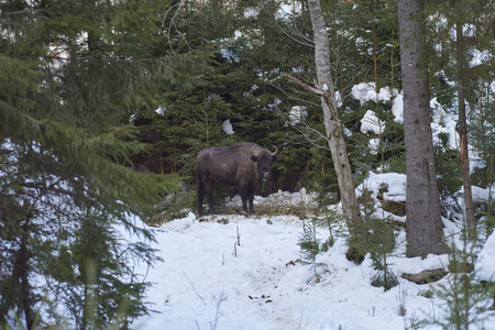 European bison - Bison bonasus in natural habitatの写真素材
