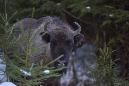 European bison - Bison bonasus in natural habitatの写真素材