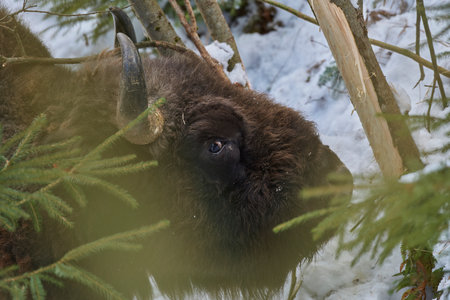 European bison - Bison bonasus in natural habitat feedingの写真素材