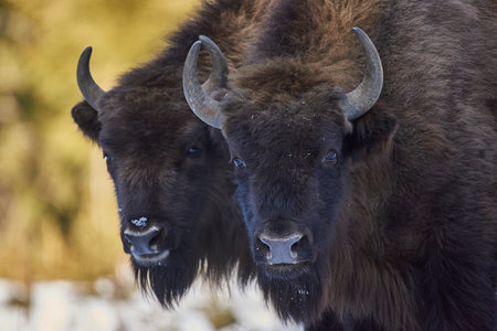 European bison - Bison bonasus in natural habitatの写真素材