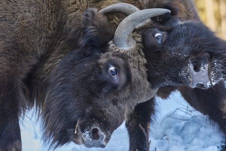 European bison - Bison bonasus in natural habitatの写真素材