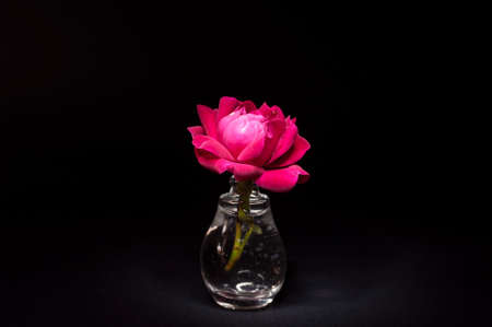 Pink rose in a small bottleの写真素材