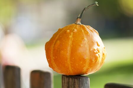 Decorative pumpkin in the sun on a fenceの写真素材