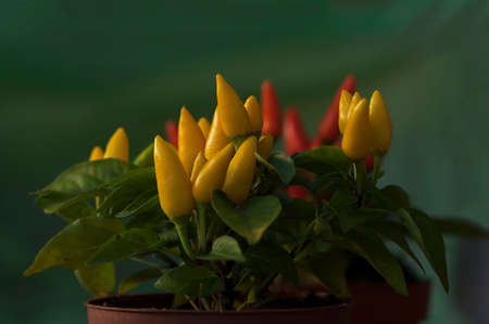 Close-up on a chili pepper plant in a potの写真素材