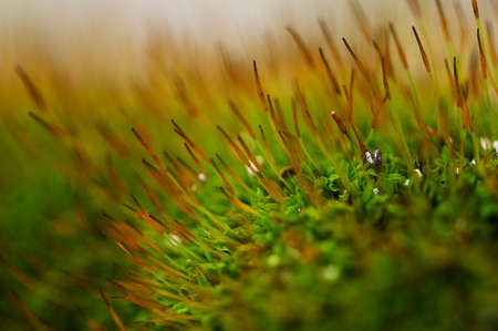 Close-up on a patch of green moss with seedsの写真素材