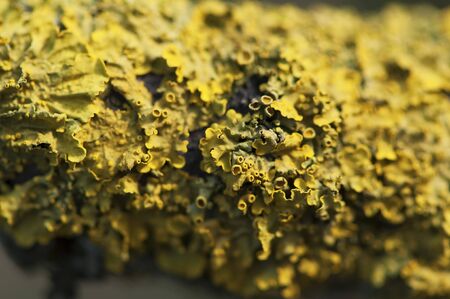 Yellow lichen on a branch of a rotten tree