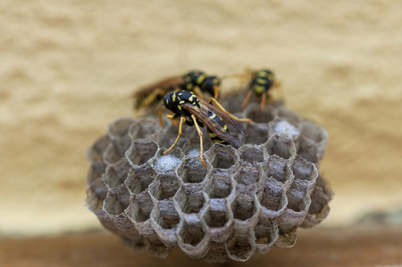 Closeup on a wasp nest. Cells with larva.の写真素材
