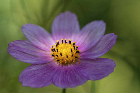 Close-up on a pink daisy. Blurred background.の写真素材