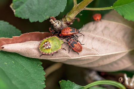 A couple of firebugs (Pyrrhocoris apterus) on a leafの写真素材