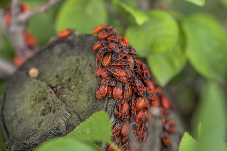 A group of firebugs (Pyrrhocoris apterus) on a logの写真素材