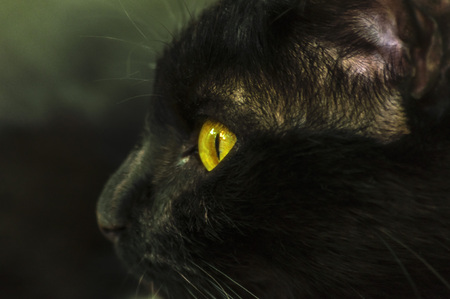 Black cat portrait with yellow eyesの写真素材
