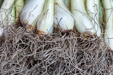 Closeup on spring onion roots and bulbsの写真素材