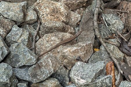 Close-up on a brown lizard near the train tracksの写真素材