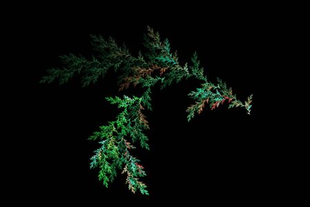 Colored leaf pine. Abstract background. Isolated on black background.の写真素材