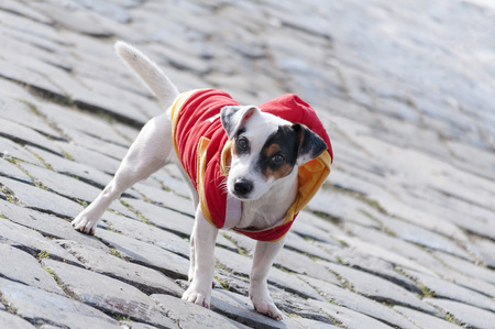 Fox terrier standing on the pavement. Dog in clothes.の写真素材
