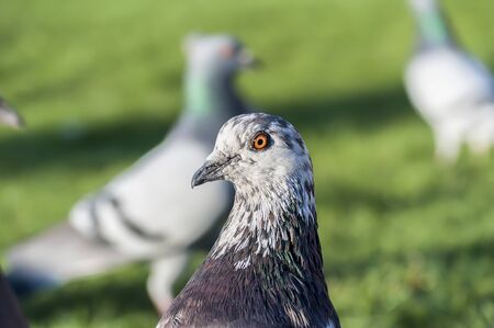 Close-up on a pigeon. City bird.