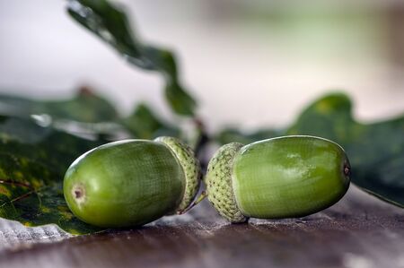 Close-up on two acorns on a wooden tableの写真素材