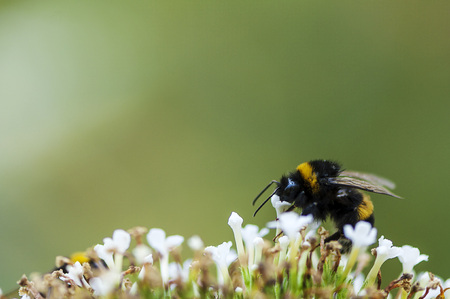 Close-up of a bumble-bee on a white flower. Shallow depth of field.の写真素材