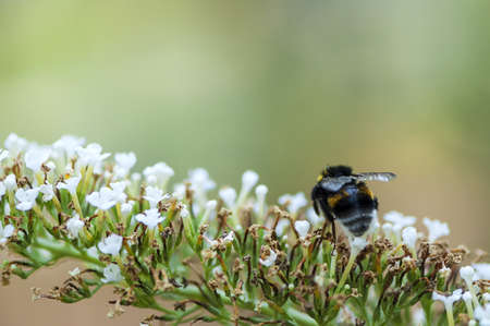 Close-up of a bumble-bee on a white flower. Shallow depth of field.
