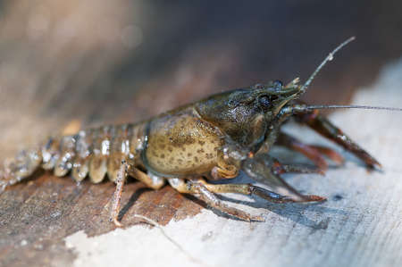 Close-up on a crab. Shallow depth of field.の写真素材
