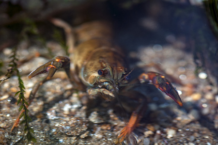 Close-up on a crab. Shallow depth of field.の写真素材