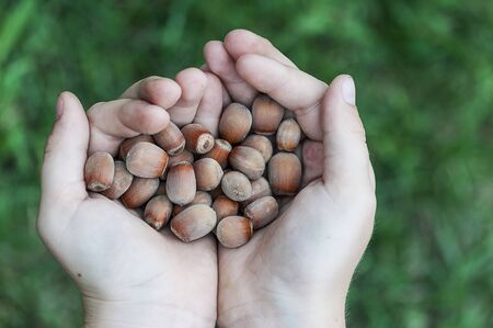 Young male hands holding bunch of hazelnuts in a gardenの写真素材
