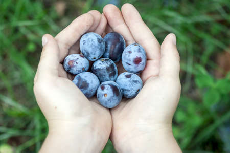 Young male hands holding bunch of plums in a gardenの写真素材
