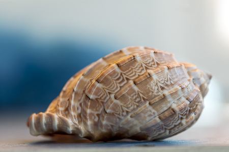 Close-up on a seashell. Shallow depth of field.の写真素材