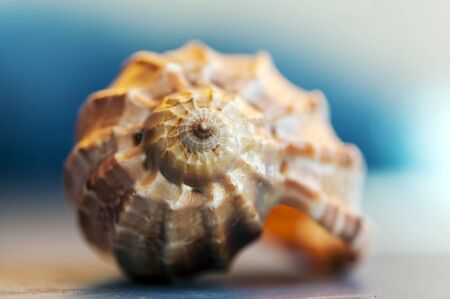 Close-up on a seashell. Shallow depth of field.の写真素材