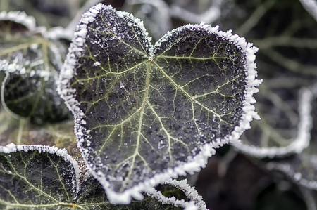 Frost on ivy leaves. Winter scene.の写真素材
