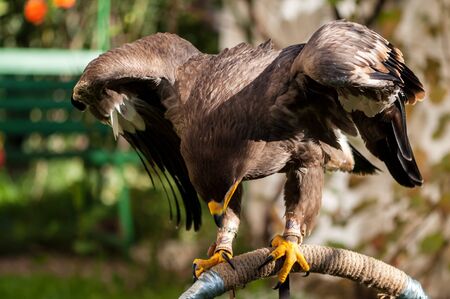 Close-up of a Steppe Eagle (Aquila Nipalensis). Bird of prey portrait.