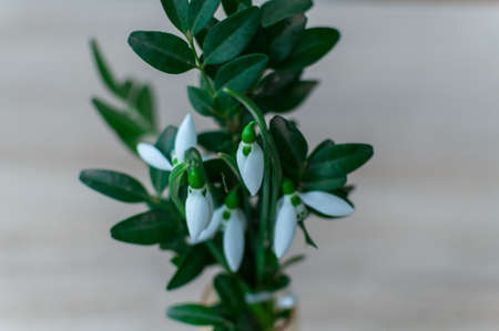Close-up on a snowdrop spring flower. Shallow depth of field.の写真素材