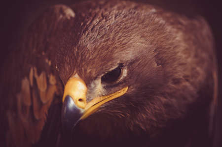 Close-up of a Steppe Eagle (Aquila Nipalensis). Bird of prey portrait.