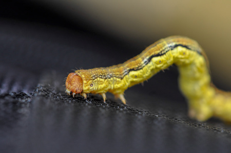 Close-up of a yellow caterpillar crawling on a piece of black fabric