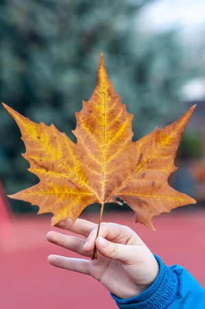 Hand holding a leaf. Spring scene.の写真素材