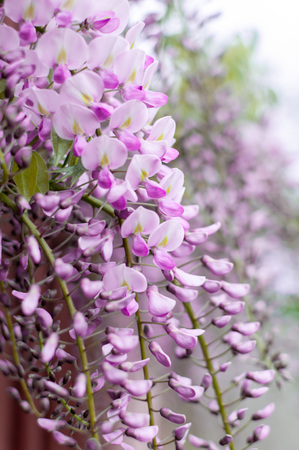 Close-up of wisteria flowers hanging on a fence in the streetの写真素材
