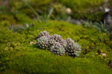 Close-up of a patch of green mossの写真素材