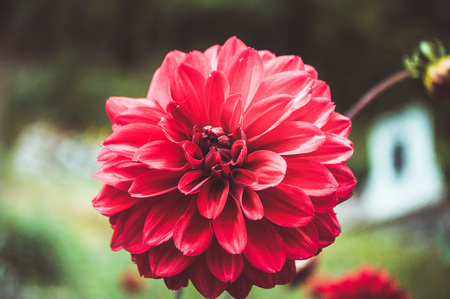 Close-up of a red peony flowerの写真素材