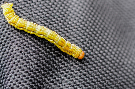 Close-up of a yellow caterpillar crawling on a piece of black fabric