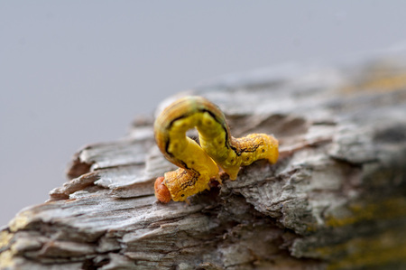 Close-up of a yellow caterpillar crawling on a broken logの写真素材