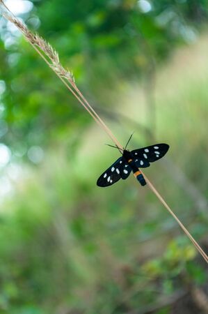 Close-up of a nine-spotted moth or yellow belted burnetの写真素材