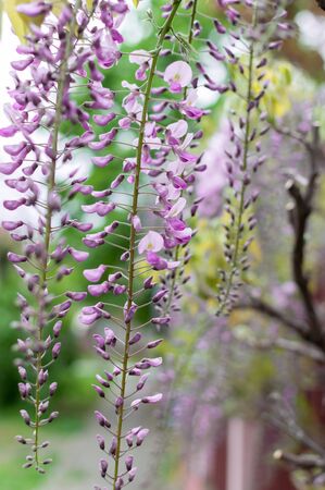 Close-up of wisteria flowers hanging on a fence in the streetの写真素材