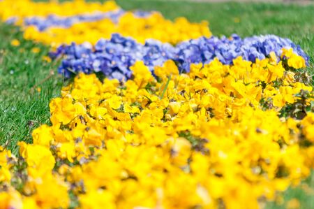 Close-up of colored pansy flowers. Shallow depth of field.の写真素材